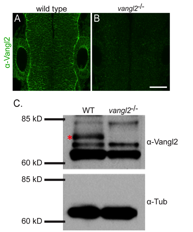 Vangl2 antibody | knockout validation | Anaspec AS-55659 figure 1