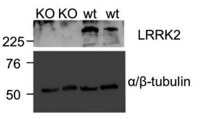 LRRK2 antibody | knockout validation | Epitomics MJFF2 figure 1
