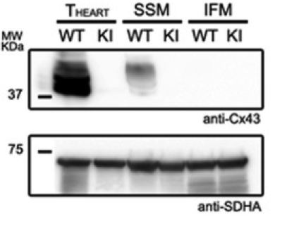 Cx43 antibody | knockout validation | Sigma-Aldrich C6219 figure 1