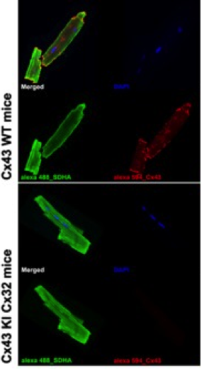Cx43 antibody | knockout validation | Sigma-Aldrich C6219 figure 2