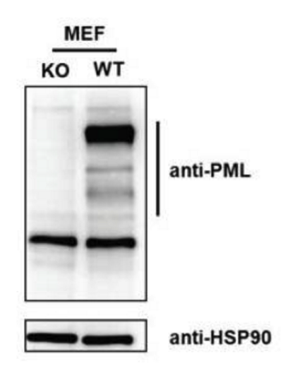 PML antibody | knockout validation | Bethyl-Laboratories A301-167A figure 1
