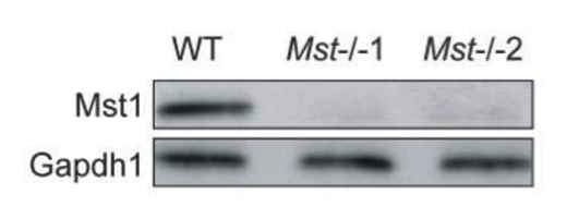Mst1 antibody | knockout validation | Cell Signaling 3682 figure 1