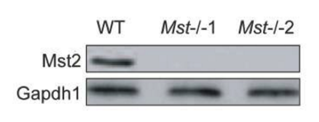 Mst2 antibody | knockout validation | Cell Signaling 3952 figure 1