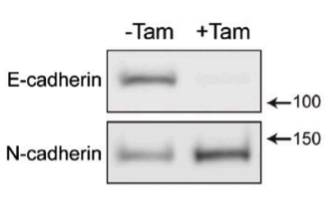 E-cad antibody | knockout validation | Invitrogen 13-1900 figure 1