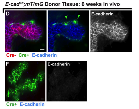 E-cad antibody | knockout validation | Invitrogen 13-1900 figure 2