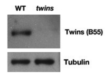 Twins antibody | knockout validation | Cell Signaling 2290 figure 1
