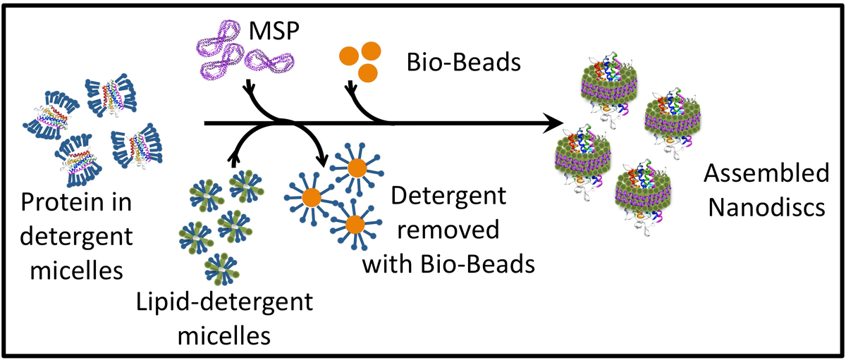 Nanodiscs: Membrane Protein Research in Near-Native Conditions figure 2