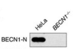 BECN1 antibody | knockout validation | Cell Signaling Technology 3495 figure 1