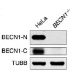 BECN1 antibody | knockout validation | BD Transduction Laboratories 612112 figure 1