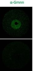 Geminin antibody | knockout validation | Santa Cruz Biotechnology sc8449 figure 1