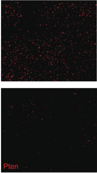 PTEN antibody | knockout validation | Cell Signaling Technology 9552S figure 1