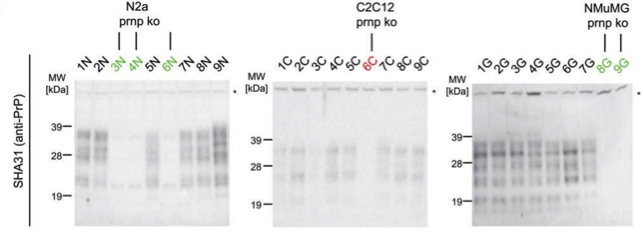 PrP antibody | knockout validation | Bertin Pharma A03213 figure 1