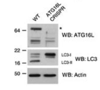 ATG16L antibody | knockout validation | MBL PM040 figure 1