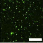 Histidine Tag and Anti-Histidine Antibodies figure 1