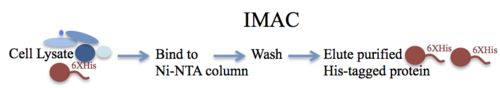 Histidine Tag and Anti-Histidine Antibodies figure 3
