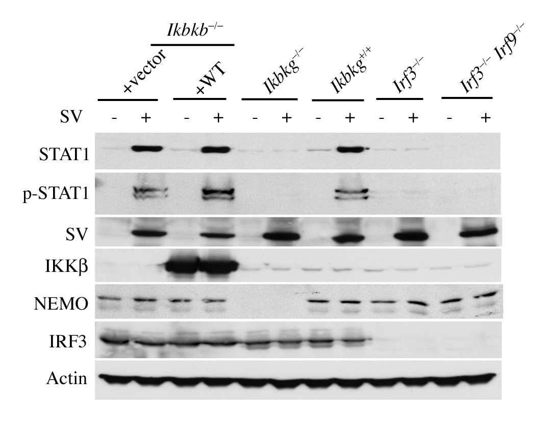 NEMO antibody | knockout validation | Cell Signaling Technology DA10-12 figure 1