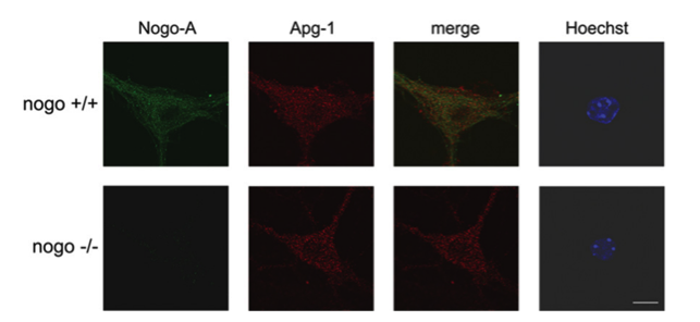 Nogo-A antibody | knockout validation | Invitrogen 366600 figure 1