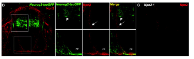 Npn2 antibody | knockout validation | R&D Systems AF567 figure 1