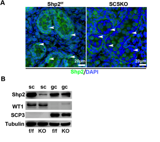 shp2 antibody | knockout validation | Santa Cruz Biotechnology sc-280 figure 1
