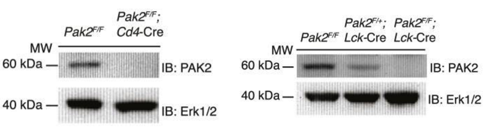 Pak2 antibody | knockout validation | Origene TA306346 figure 1