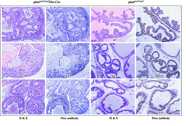 PTEN antibody | knockout validation | Cascade Bioscience 6H2.1 figure 1