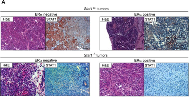 STAT1 antibody | knockout validation | Santa Cruz sc-592 figure 1