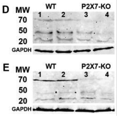P2X7-R antibody | knockout validation | Alomone labs APR008 figure 1