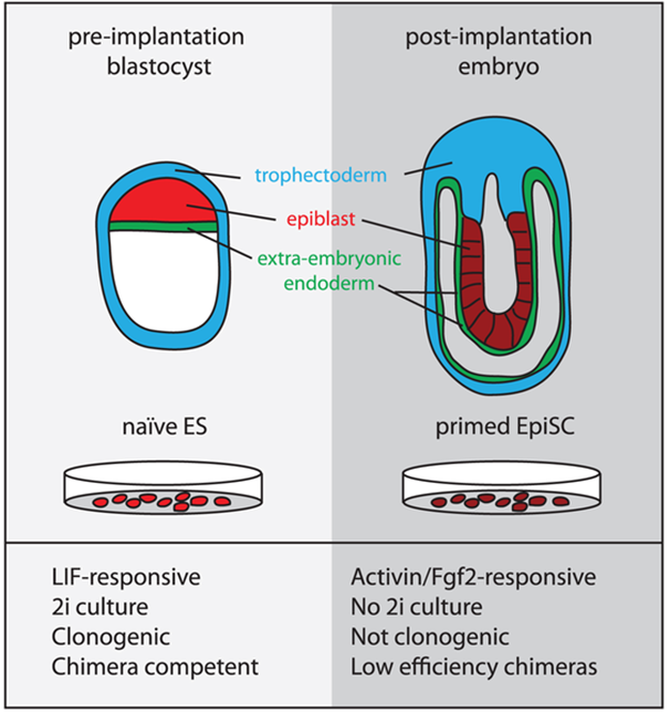 Stem Cell Research Using Mouse Models figure 2