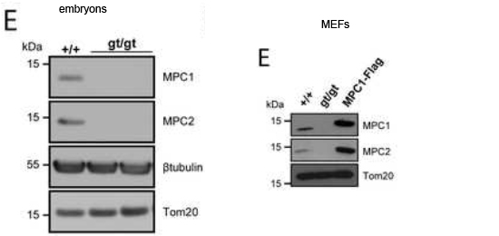 MPC1 antibody | knockout validation | Sigma-Aldrich HPA145119 figure 1