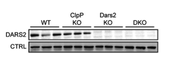 DARS2 antibody | knockout validation | Proteintech 13807-1-AP figure 1