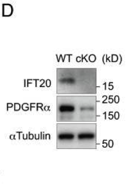 IFT20 antibody | knockout validation | Proteintech 13615-1-AP figure 1