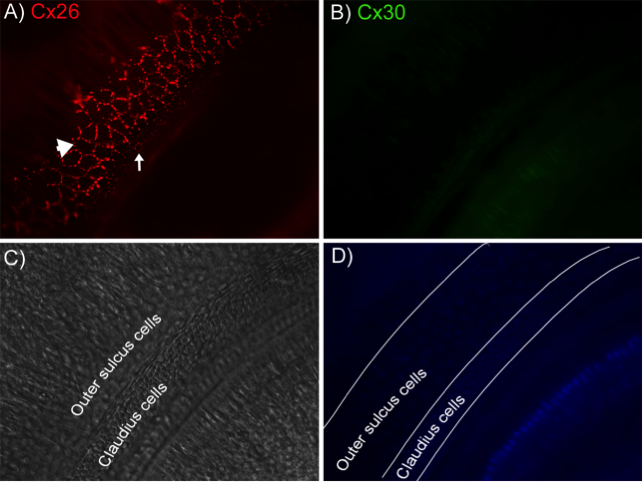 Cx30 antibody | knockout validation | Zymed 71-2200 figure 1