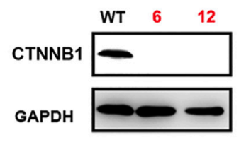 Beta-catenin antibody | knockout validation | BD Biosciences 610154 figure 3