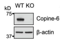 Copine-6 antibody | knockout validation | Santa Cruz sc-136357 figure 1