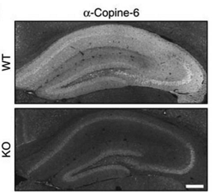 Copine-6 antibody | knockout validation | Santa Cruz sc-136357 figure 2