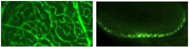 FITC/Fluorescein figure 1
