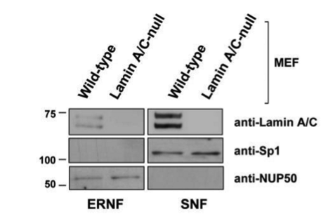lamin A/C antibody | knockout validation | Santa Cruz Biotechnology sc-7293 figure 1