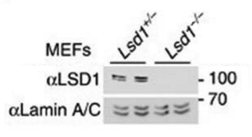 LSD1 antibody | knockout validation | Cell Signaling Technology 2139 figure 1