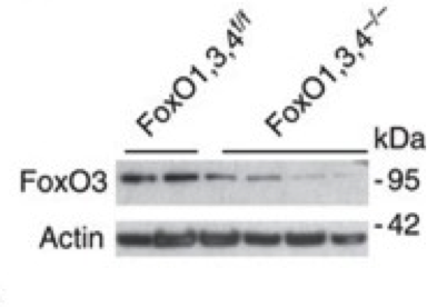FoxO3 antibody | knockout validation | Cell Signaling Technology 12829 figure 1