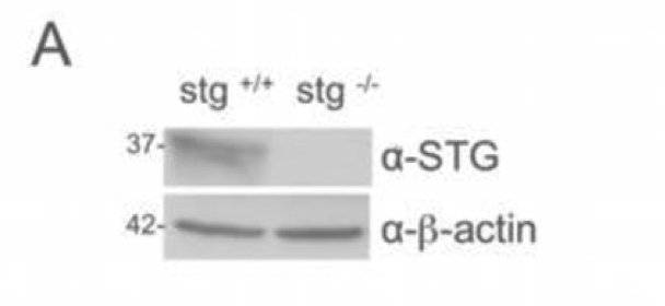 Stargazin NAME antibody | knockout validation | Merck Millipore AB9876 figure 1