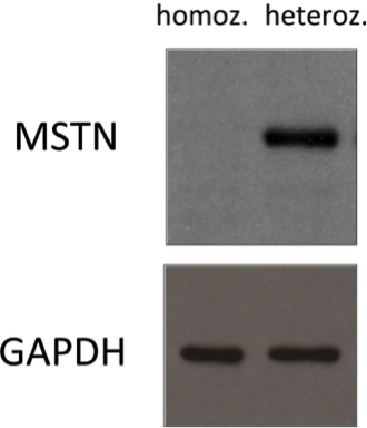 Myostatin antibody | knockout validation | Santa Cruz Biotechnology sc-398333 figure 1