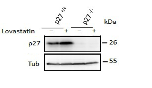 p27 antibody | knockout validation | Santa Cruz Biotechnology sc-528 figure 1