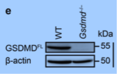 Gasdermin-D antibody | knockout validation | SigmaAldrich G7422 figure 1