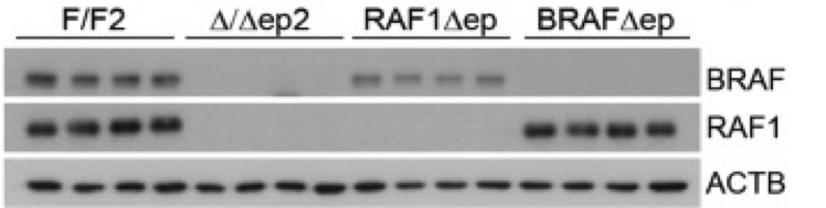 BRAF antibody | knockout validation | Santa Cruz Biotechnology sc-5284 figure 1