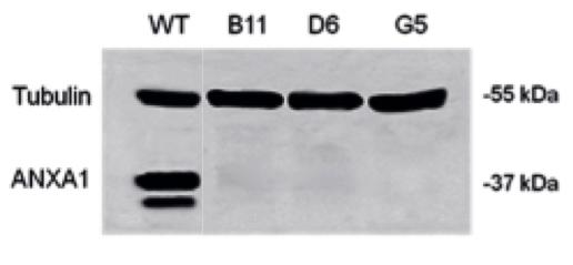 Annexin A1 antibody | knockout validation | Invitrogen (ThermoFisher Scientific) 71-3400 figure 1