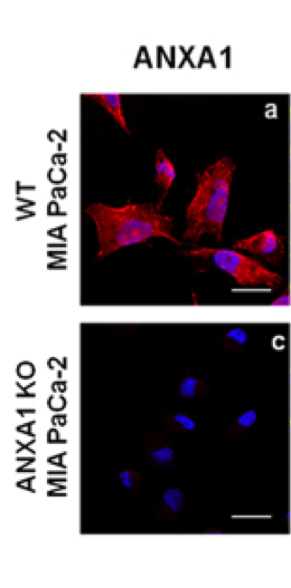 Annexin A1 antibody | knockout validation | Invitrogen (ThermoFisher Scientific) 71-3400 figure 2