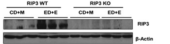 RIP3 antibody | knockout validation | ProSci Inc 2283 figure 1