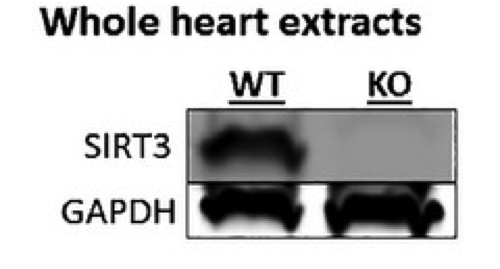SIRT3 antibody | knockout validation | Cell Signaling Technology 5490 figure 1