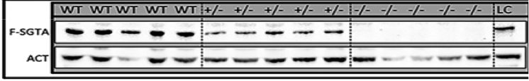SGTA antibody | knockout validation | Proteintech 11019-2-AP figure 1