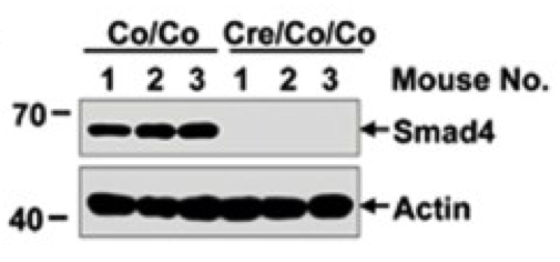 Smad4 antibody | knockout validation | Santa Cruz Biotechnology sc-7966 figure 1